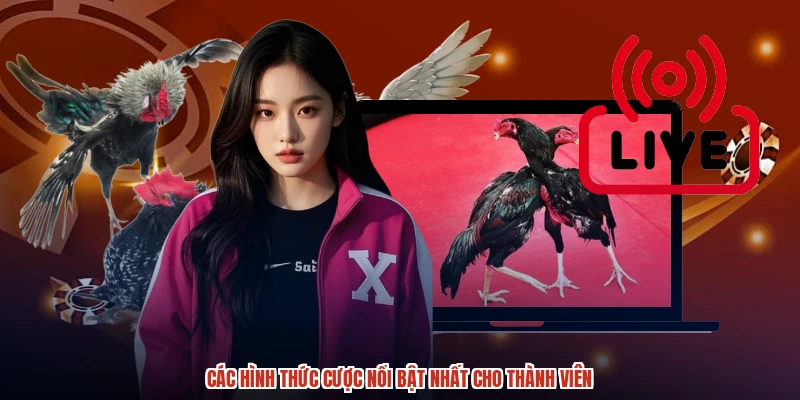 Các hình thức cược nổi bật nhất cho thành viên