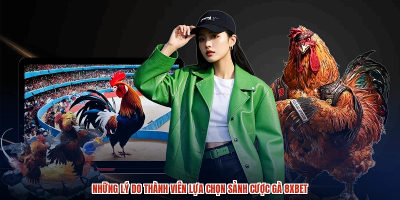 Những lý do thành viên lựa chọn sảnh cược gà 8XBET